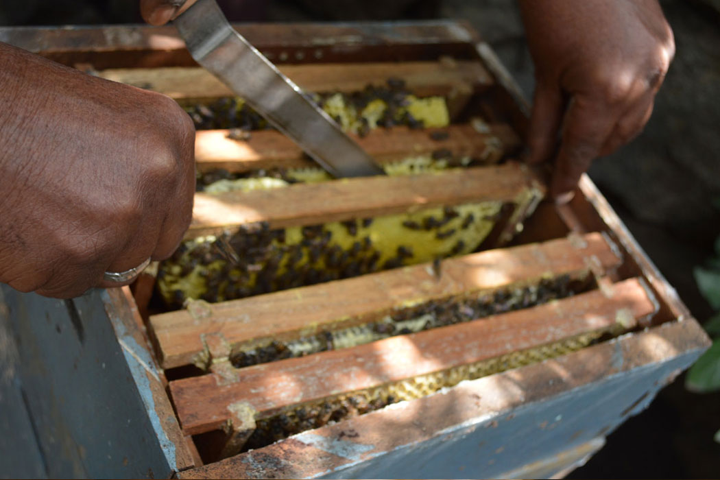 Beekeeping – Honey Portal