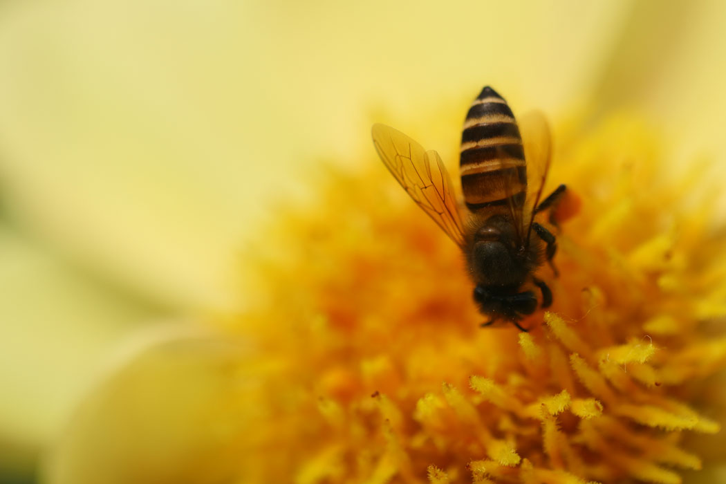 Honey Bee Species – Honey Portal