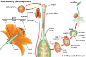 Pollination – Honey Portal