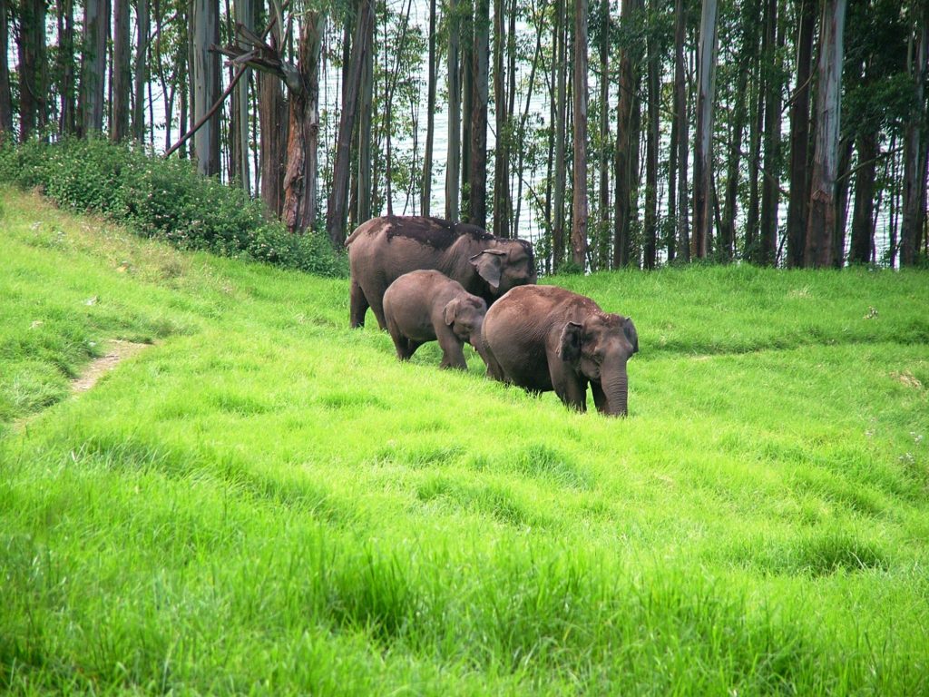 The Nilgiri Biosphere Reserve – Honey Portal